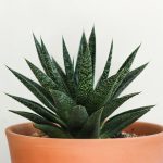 aloes na trądzik