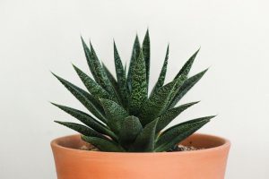 aloes na trądzik